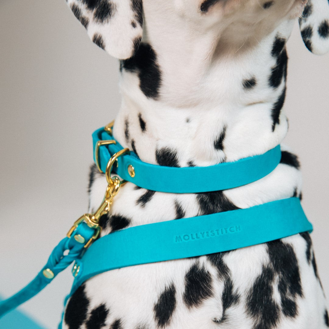 molly-and-stitch-butter-leather-hundehalsband-fiji-blue image 4