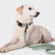 cloud7-ipanema-halsband-biothane-mint-neon-orange-wasserfestes-hundehalsband image 4
