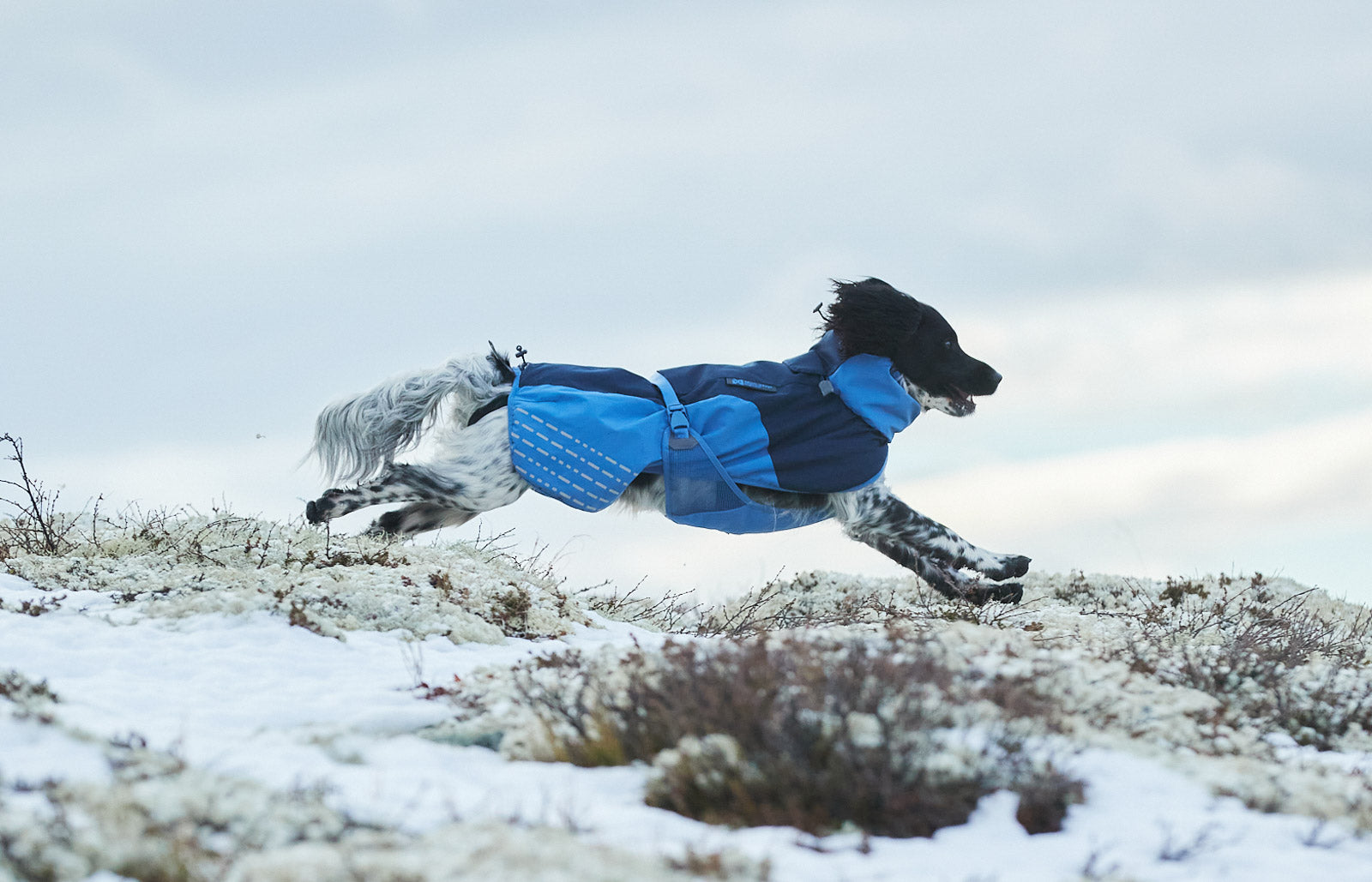non-stop-dogwear-glacier-jacket-isolierte-hundejacke image 4