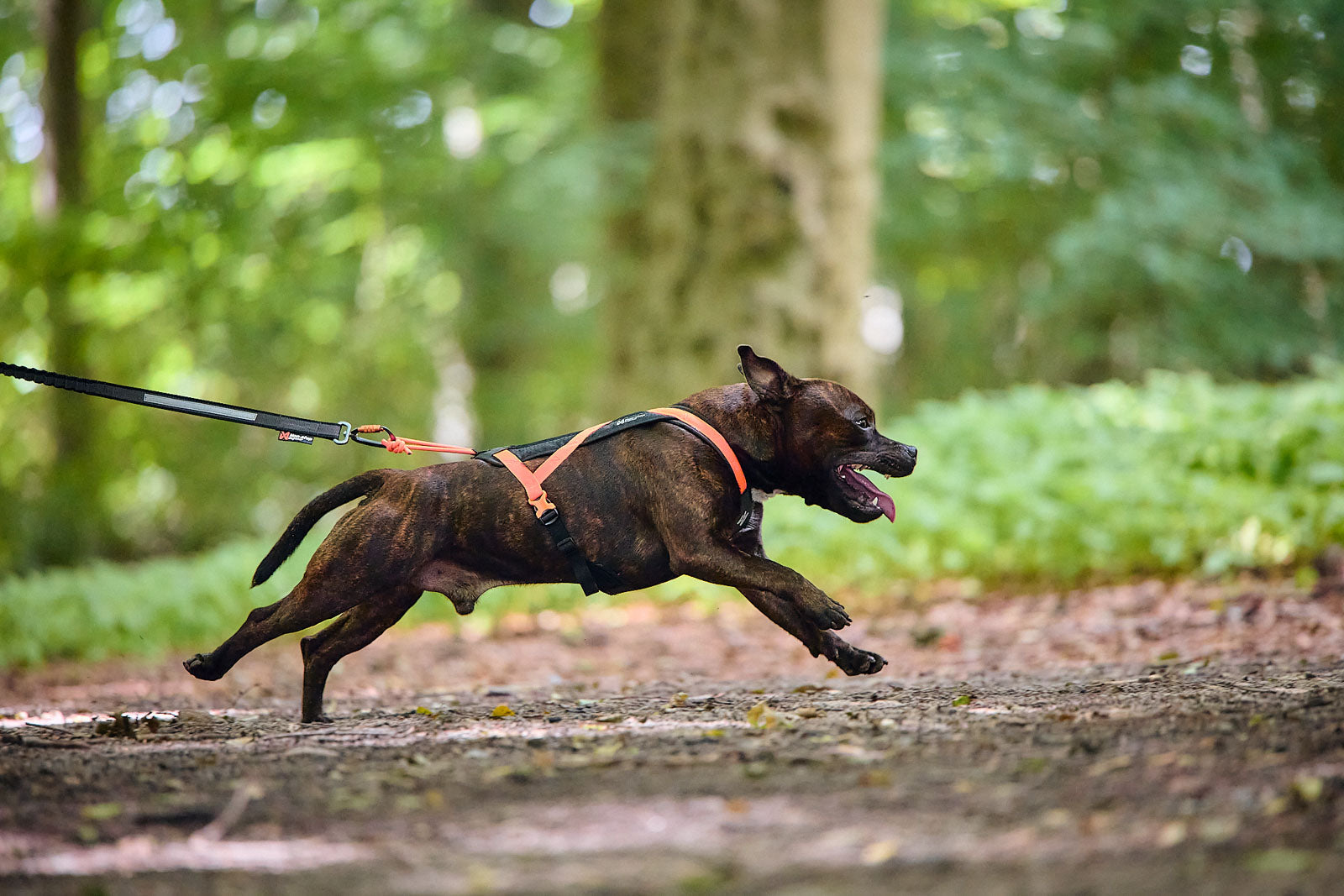 non-stop-dogwear-rush-harness-kurzes-zuggeschirr-f-r-canicross-und-bikej-ring image 4