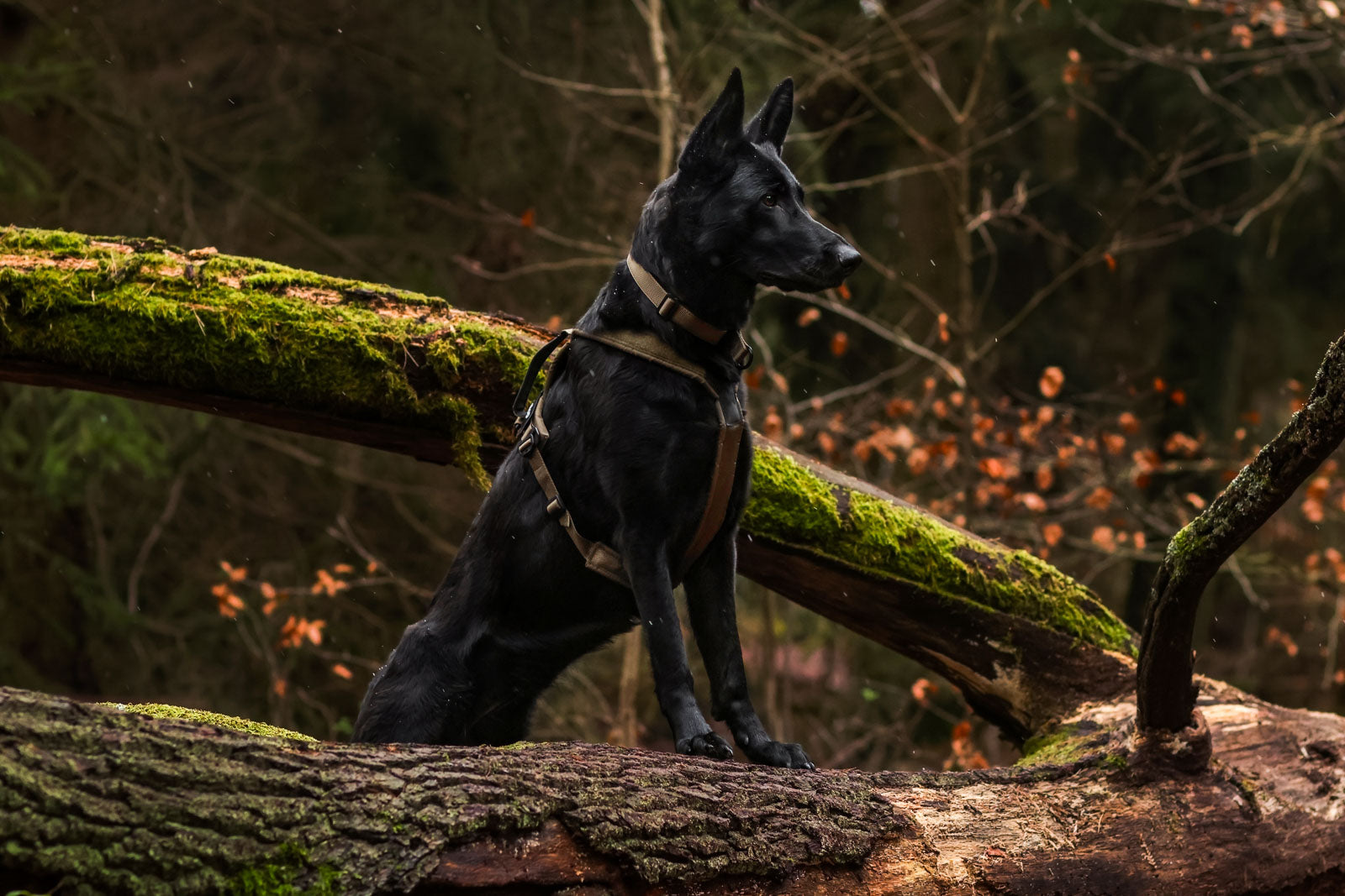 non-stop-dogwear-line-harness-grip-wd-f-hrgeschirr-mit-griff image 4
