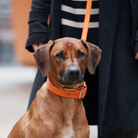 william-walker-leder-hundehalsband-amber-orange image 7