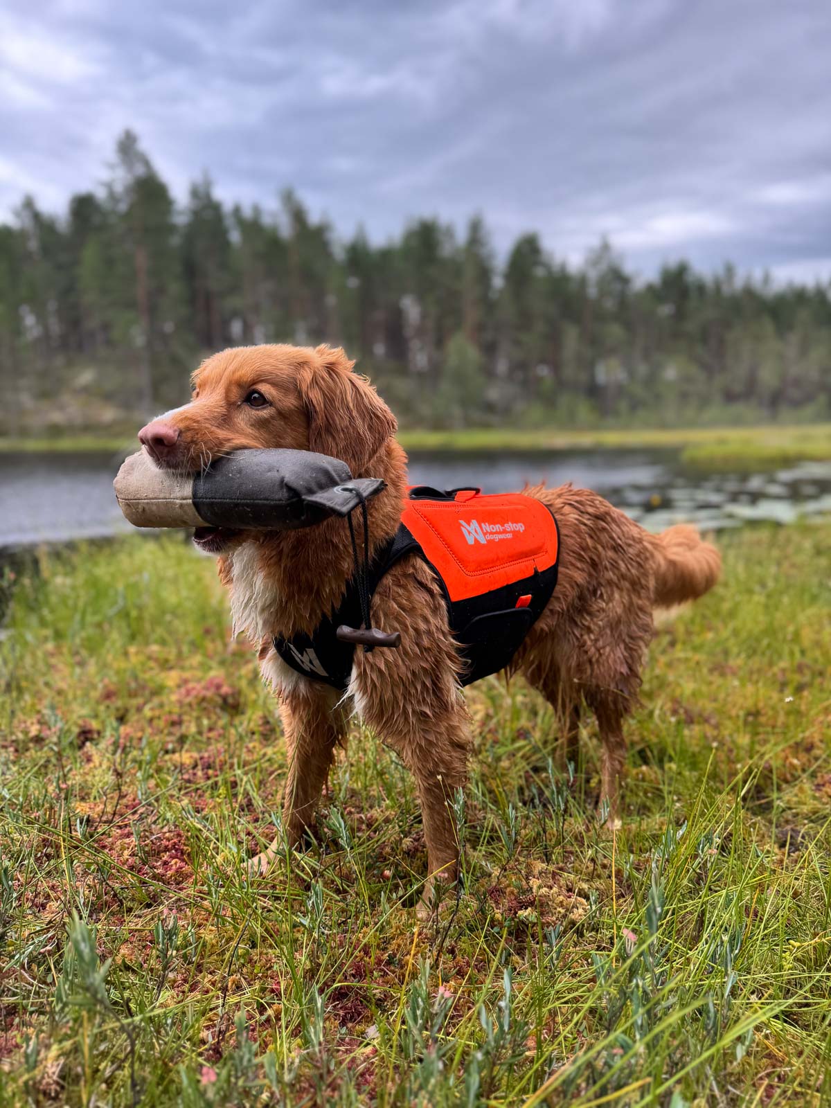 non-stop-dogwear-protector-neoprene-vest-neoprenweste-f-r-hunde image 4