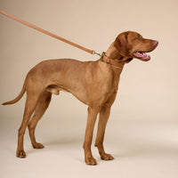 william-walker-luxe-glattleder-hundeleine-caramel-braun image 5