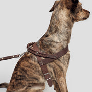 cloud7-central-park-hundegeschirr-saddle-brown-silver-fettleder image 5