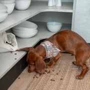 cloud7-lttl-hundehalstuch-blossoms-f-r-welpen-und-kleine-hunde image 4