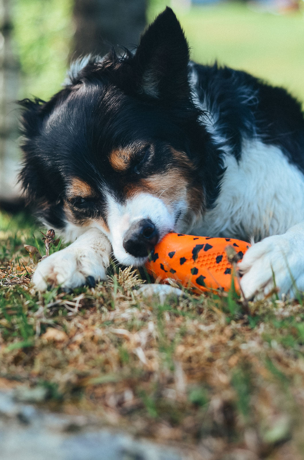 non-stop-dogwear-dog-throw-toy-robustes-wurfspielzeug image 5