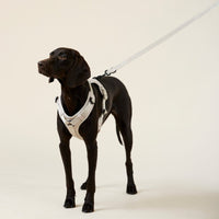 william-walker-y-hundegeschirr-sand-beige image 7