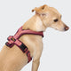 cloud7-y-1-geschirr-aktiv-air-mesh-aubergine-soft-rose-hundegeschirr image 3