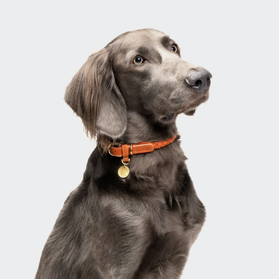 cloud7-ravello-hundehalsband-rust-aus-nubukleder image 1