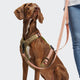 cloud7-l-1-hands-free-leash-aktiv-hundeleine-peach image 3