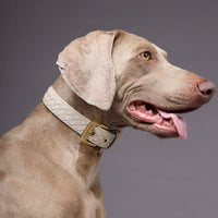 william-walker-prestige-leder-hundehalsband-almond-beige image 5