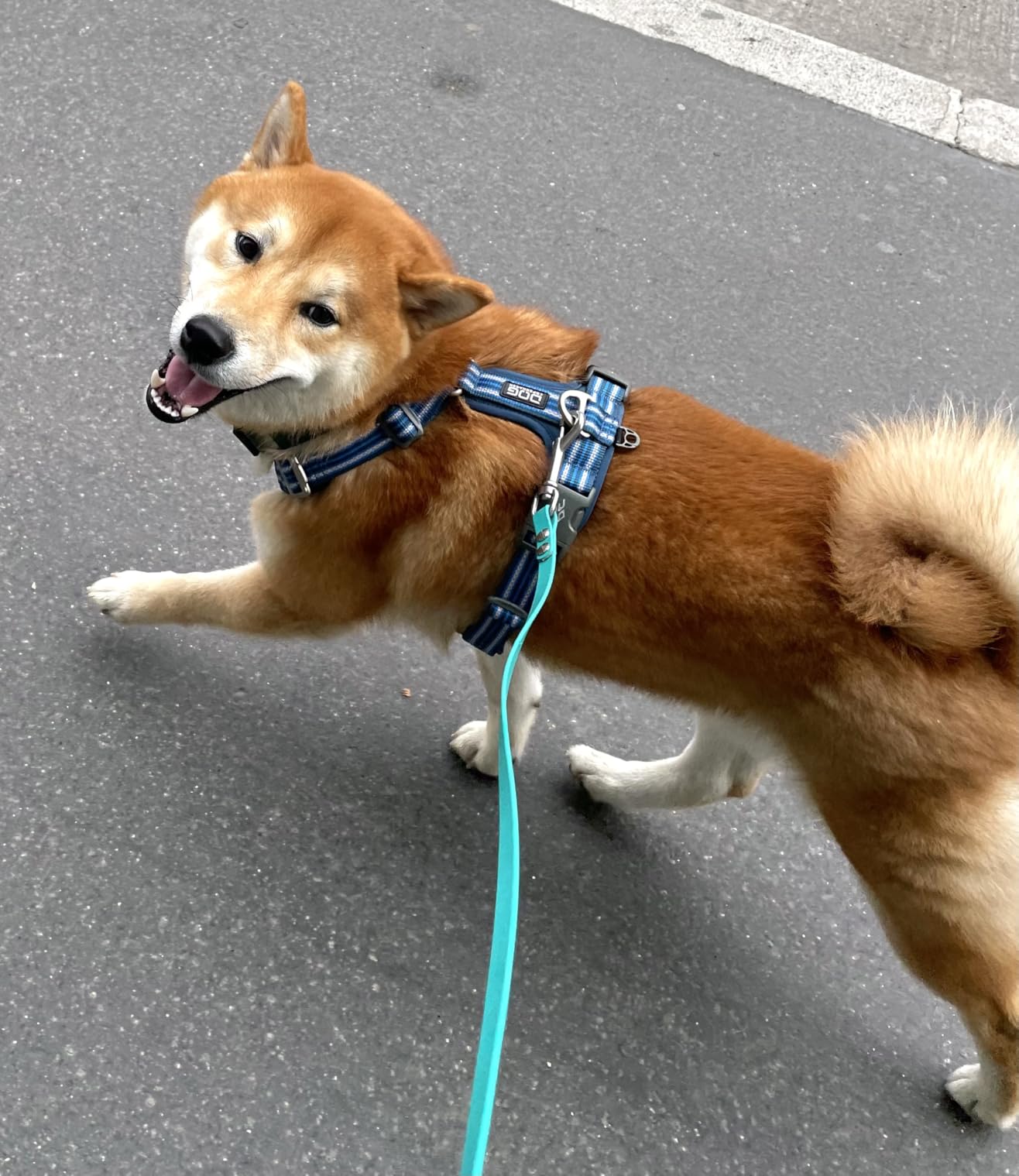 Ideal für Seniorenhund