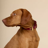 william-walker-luxe-wildleder-hundehalsband-lambrusco-bordeauxrot image 7
