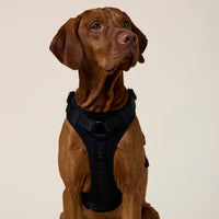 william-walker-y-hundegeschirr-nero-schwarz image 7