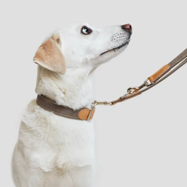 cloud7-tivoli-hundehalsband-greige-2 image 1