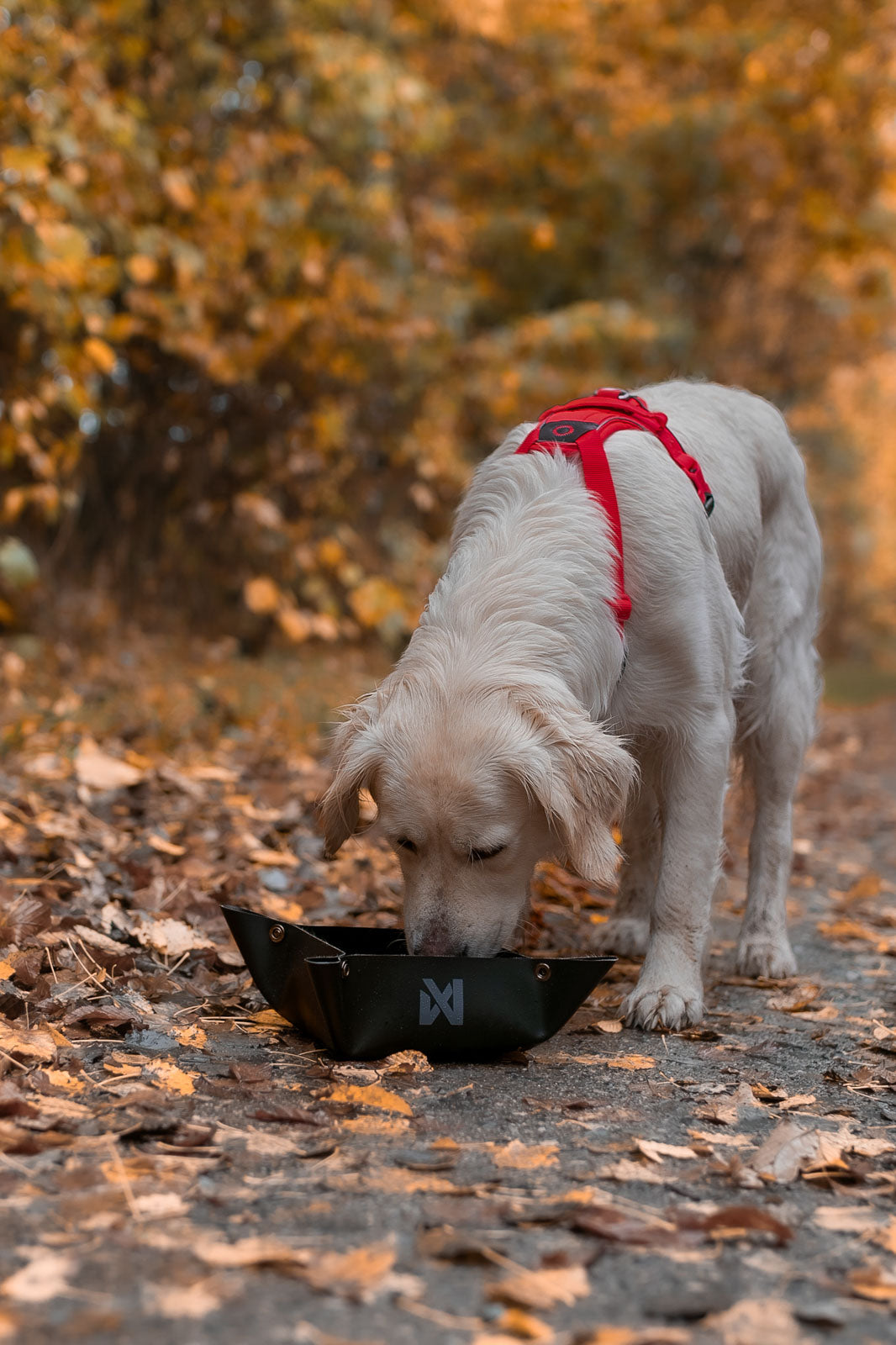 non-stop-dogwear-trekking-bowl-faltbarer-hundenapf image 4