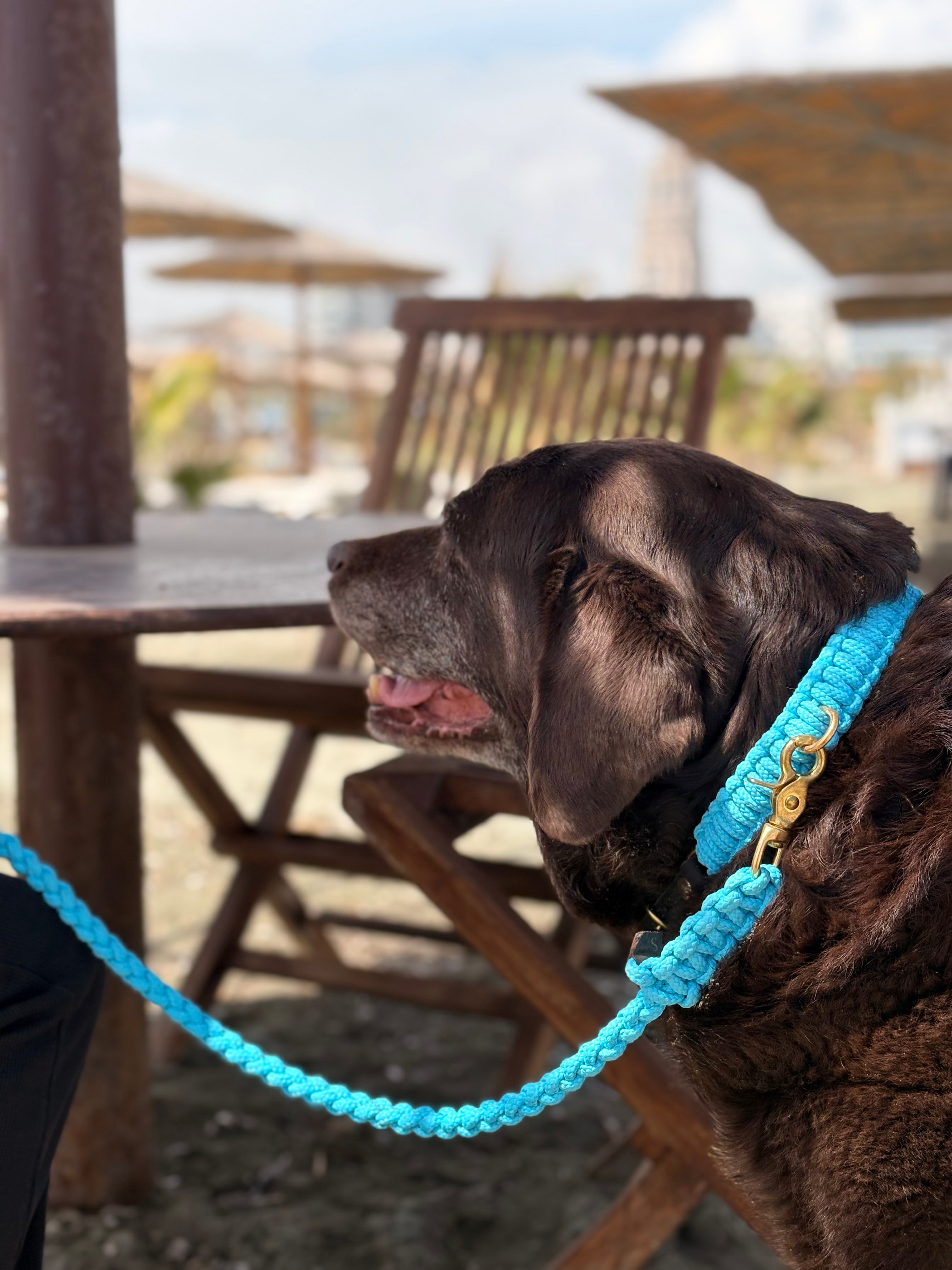 molly-and-stitch-maritime-hundeleine-santorini-limited-edition image 2