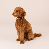 william-walker-charles-leder-hundehalsband-limited-crazy-horse-leather-braun image 6