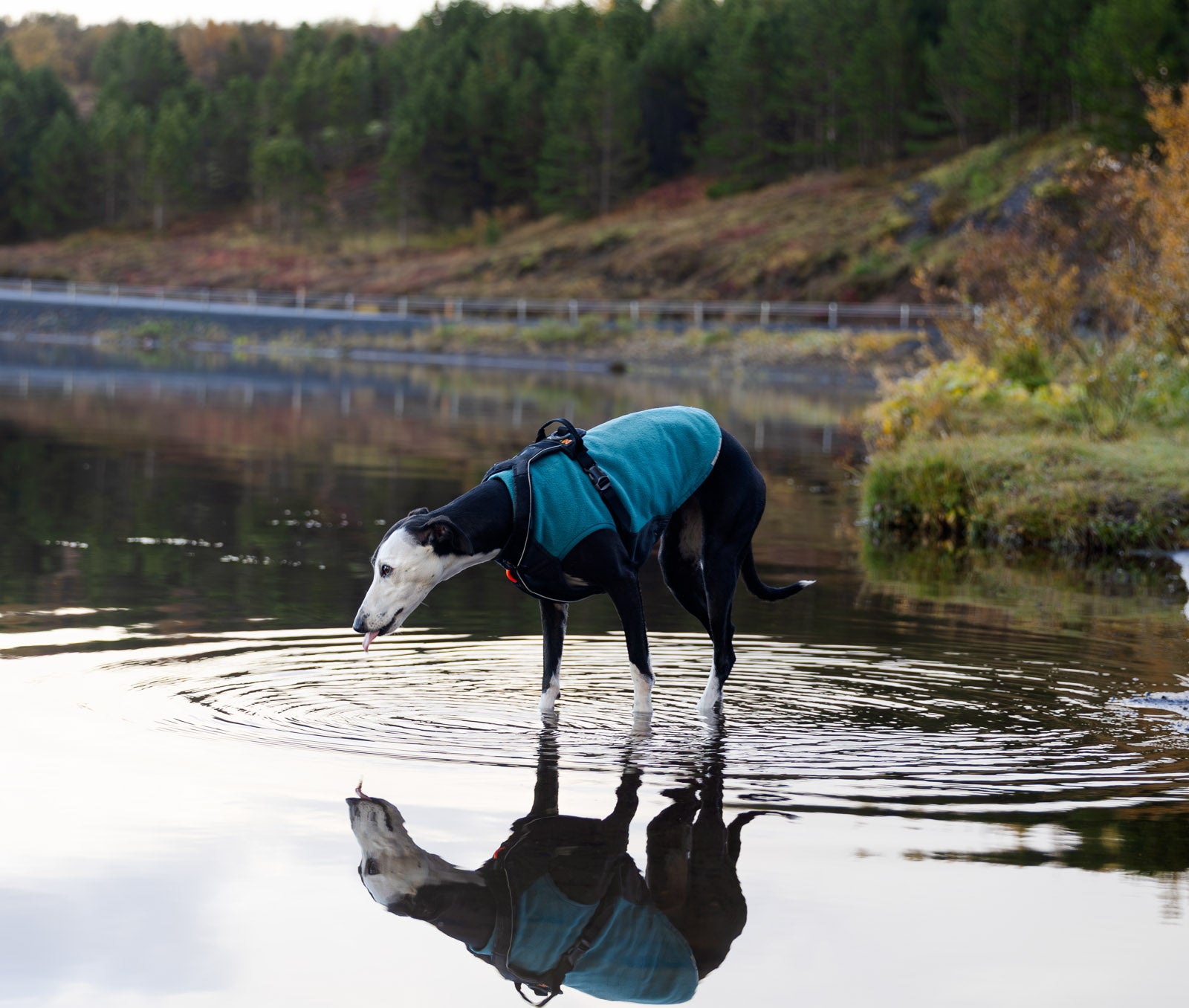 non-stop-dogwear-trail-quest-fleece-pullover-warmer-fleece-pullover image 3