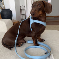 william-walker-premium-ledergeschirr-bundle-f-r-kleine-hunde-walk-set-konfigurat image 4