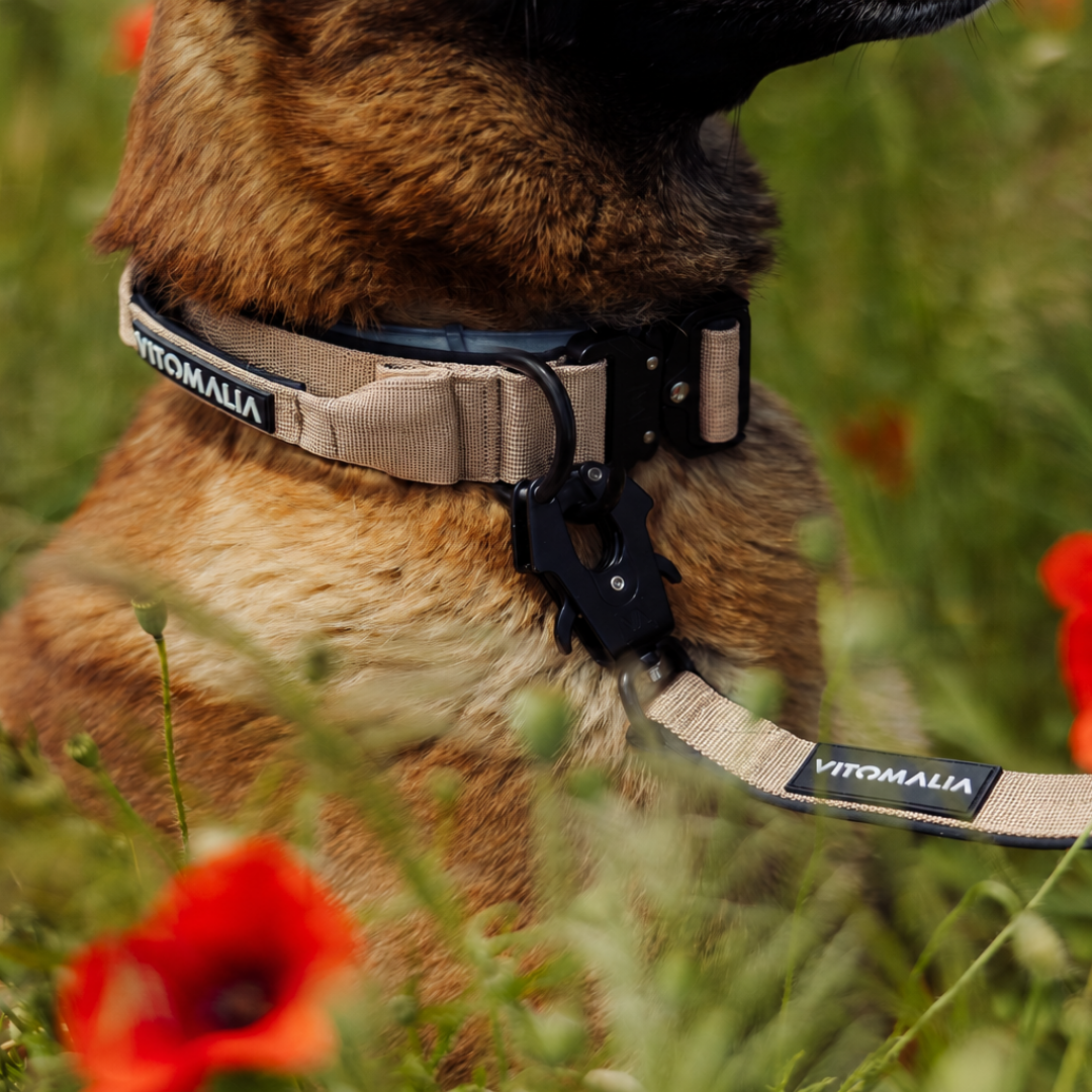 vitomalia-extreme-edition-robustes-hundehalsband-mit-sicherheitsverschluss-magne image 6