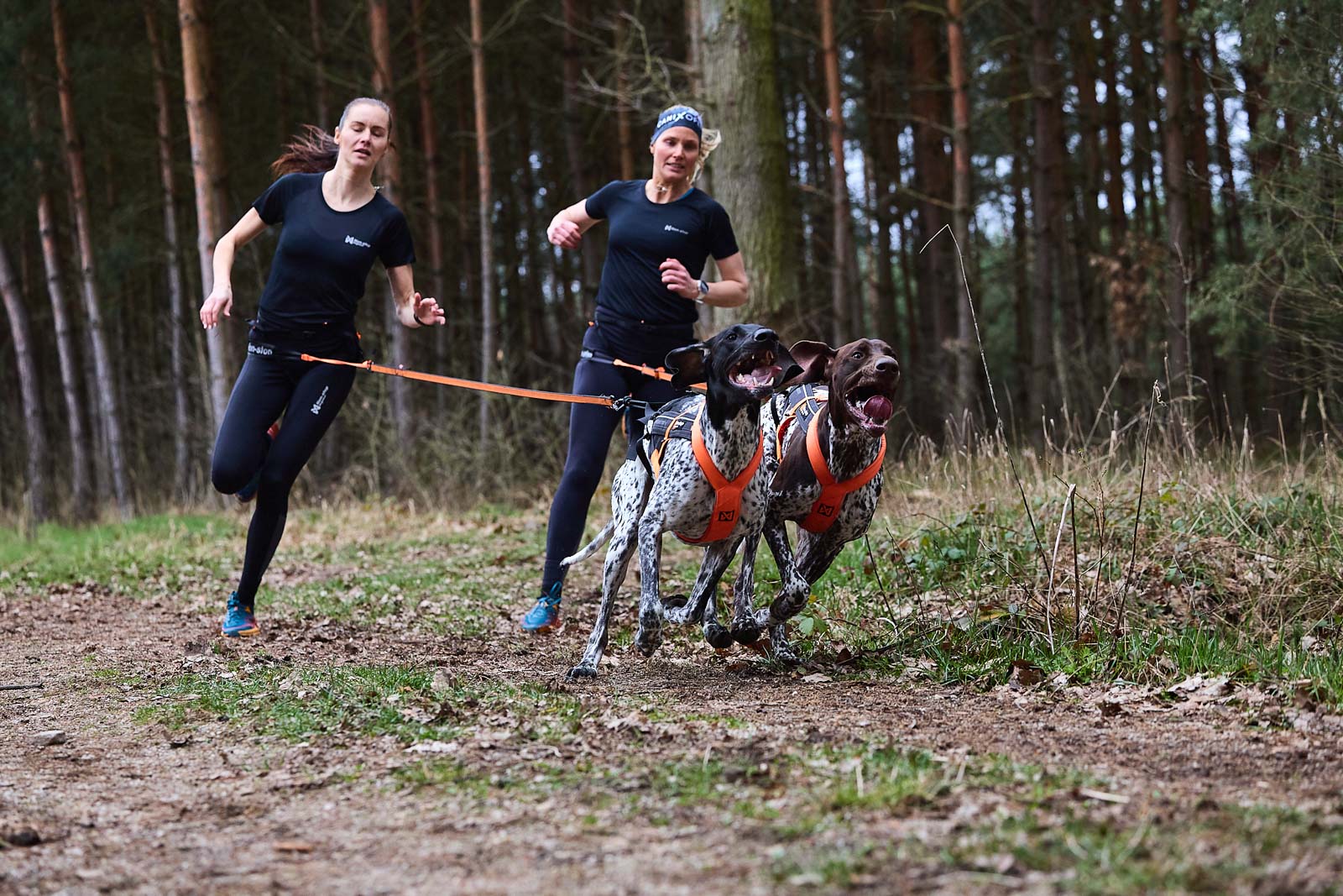 non-stop-dogwear-canix-belt-pro-canicross-laufg-rtel image 4