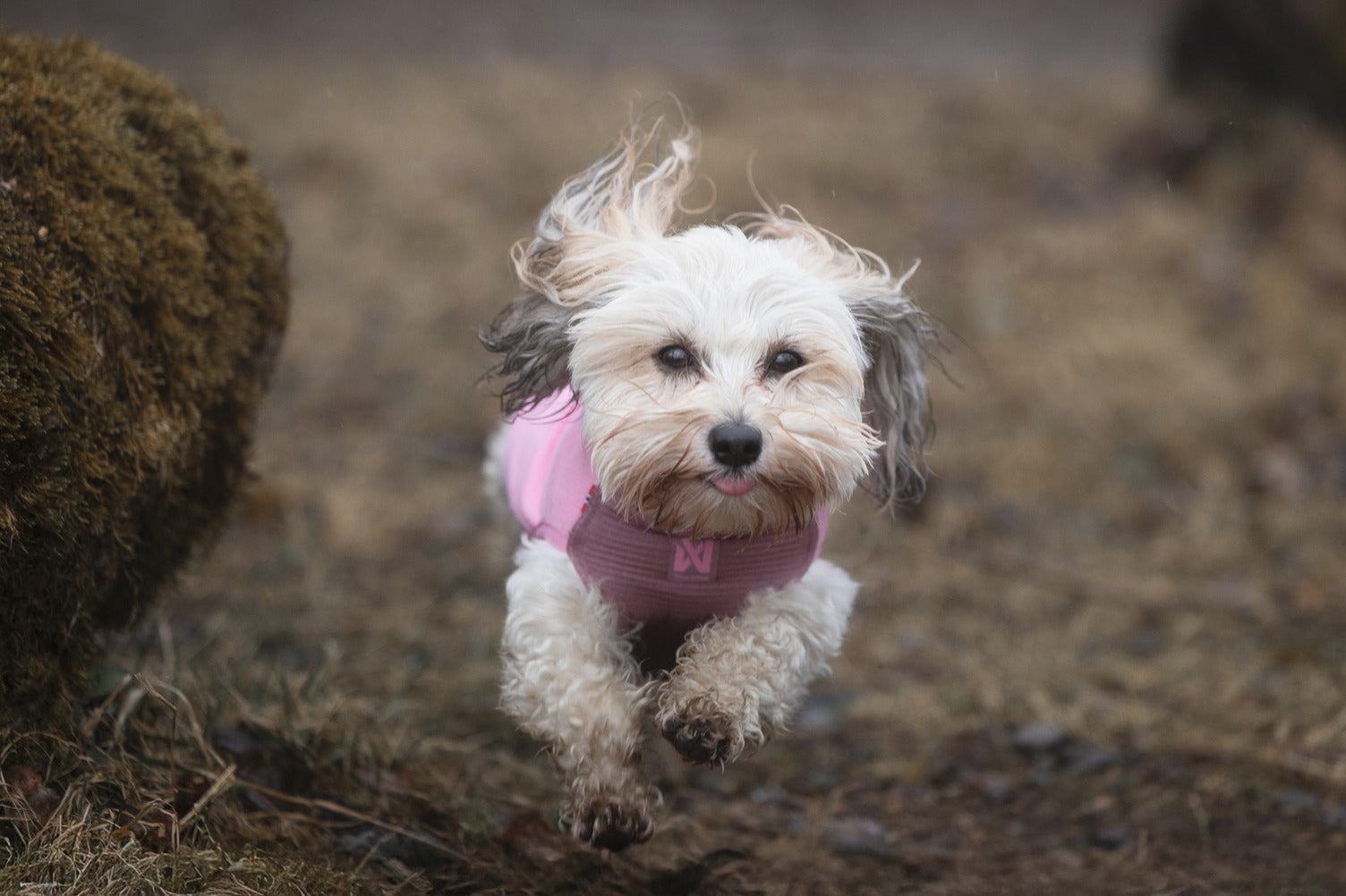 non-stop-dogwear-trail-quest-fleece-pullover-warmer-fleece-pullover image 6