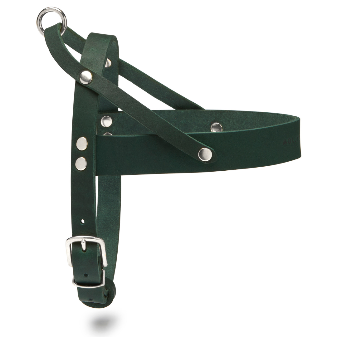 molly-and-stitch-butter-leather-hundegeschirr-forest-green image 2