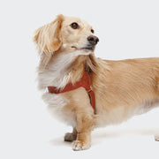 cloud7-prince-park-hundegeschirr-cognac-pink-f-r-kleine-hunde image 3