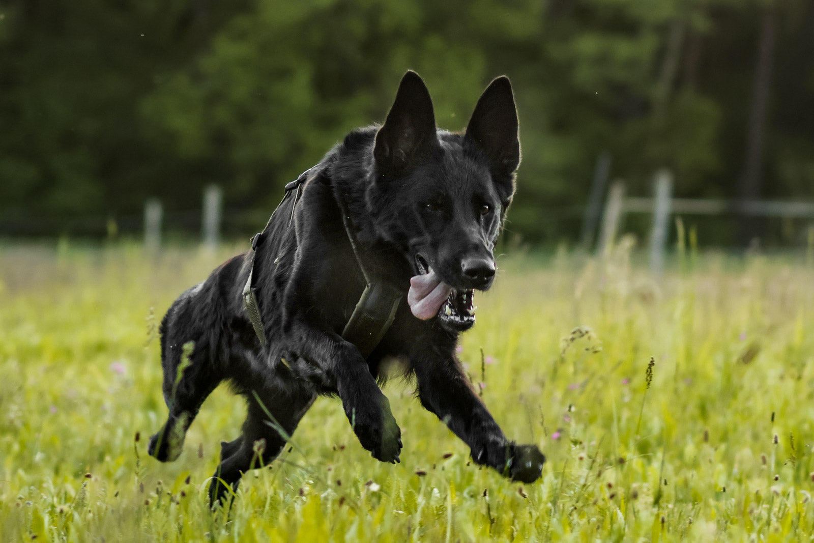 non-stop-dogwear-line-harness-long-wd-arbeitshundegeschirr image 4