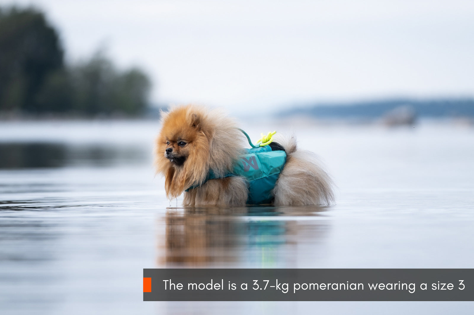 non-stop-dogwear-protector-life-jacket-hundeschwimmweste image 5