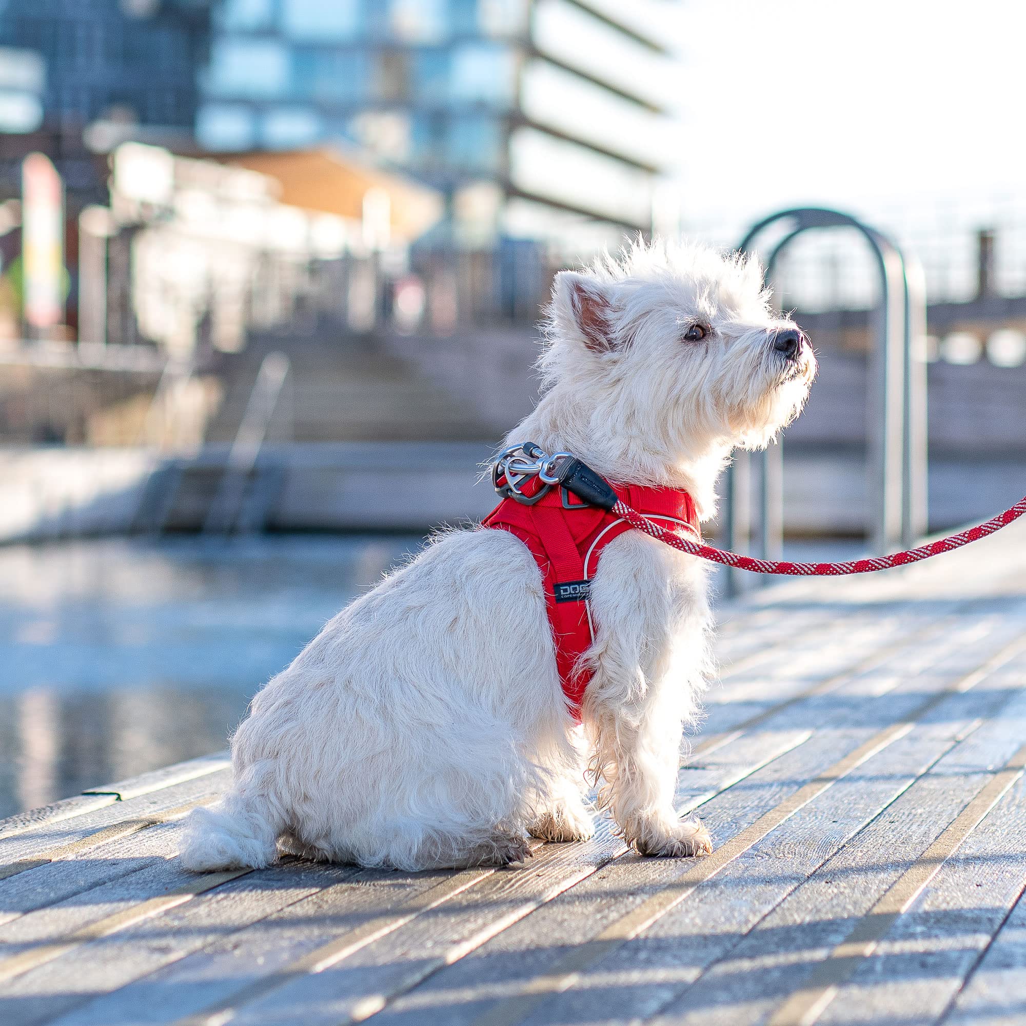 dog-copenhagen-comfort-walk-go-hundegeschirr-lemon-xs-38-45-cm image 6
