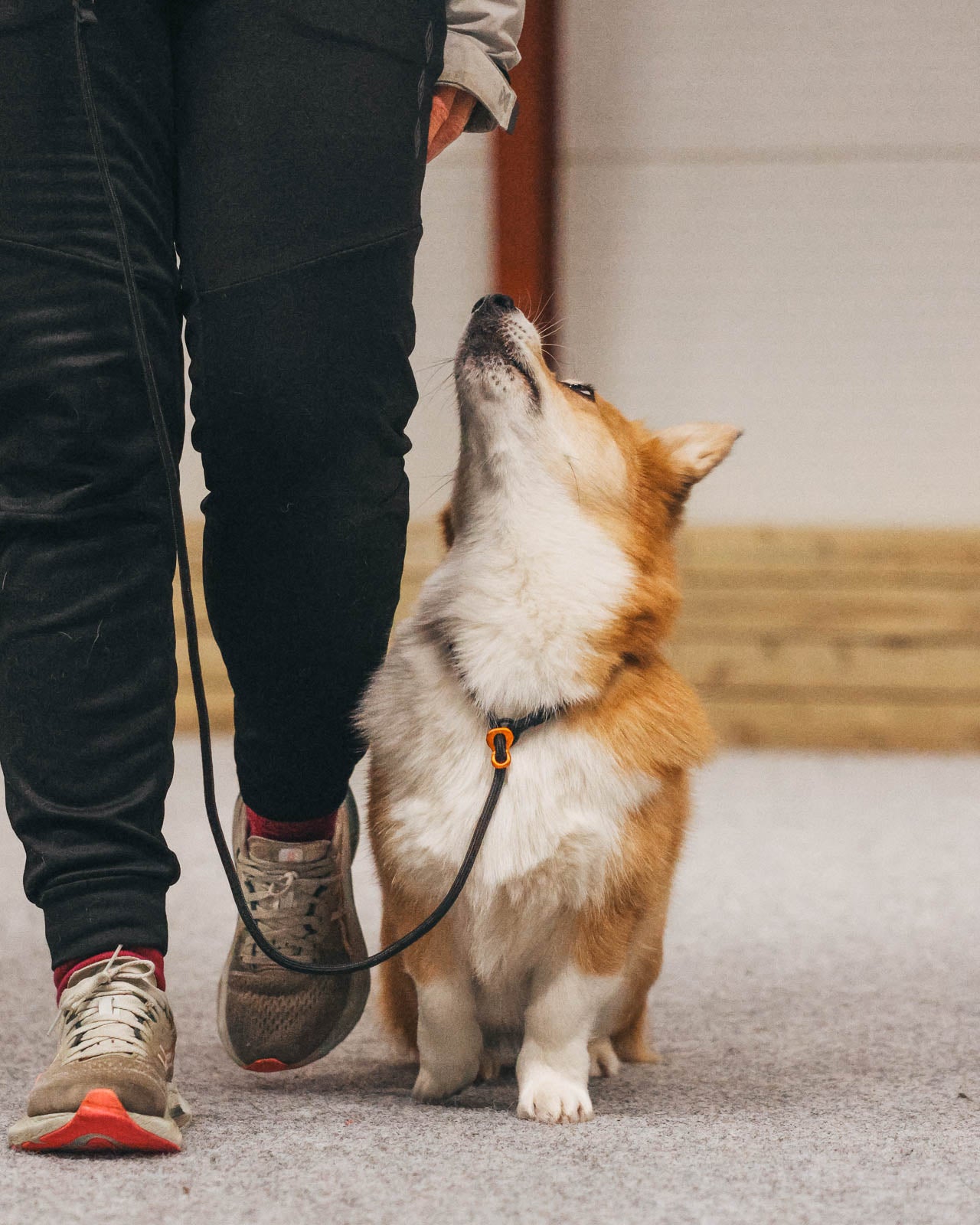 non-stop-dogwear-retriever-leine image 5