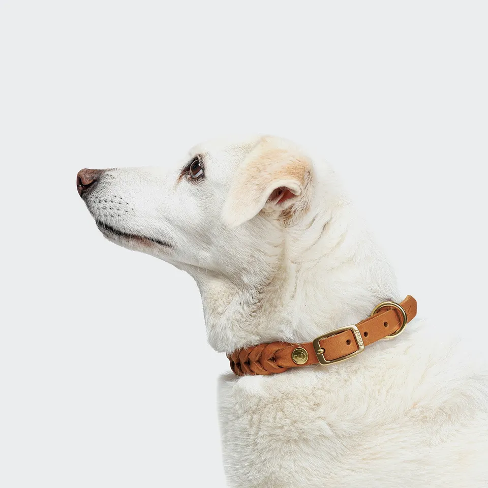 cloud7-central-park-hundehalsband-camel-gold-aus-fettleder image 1