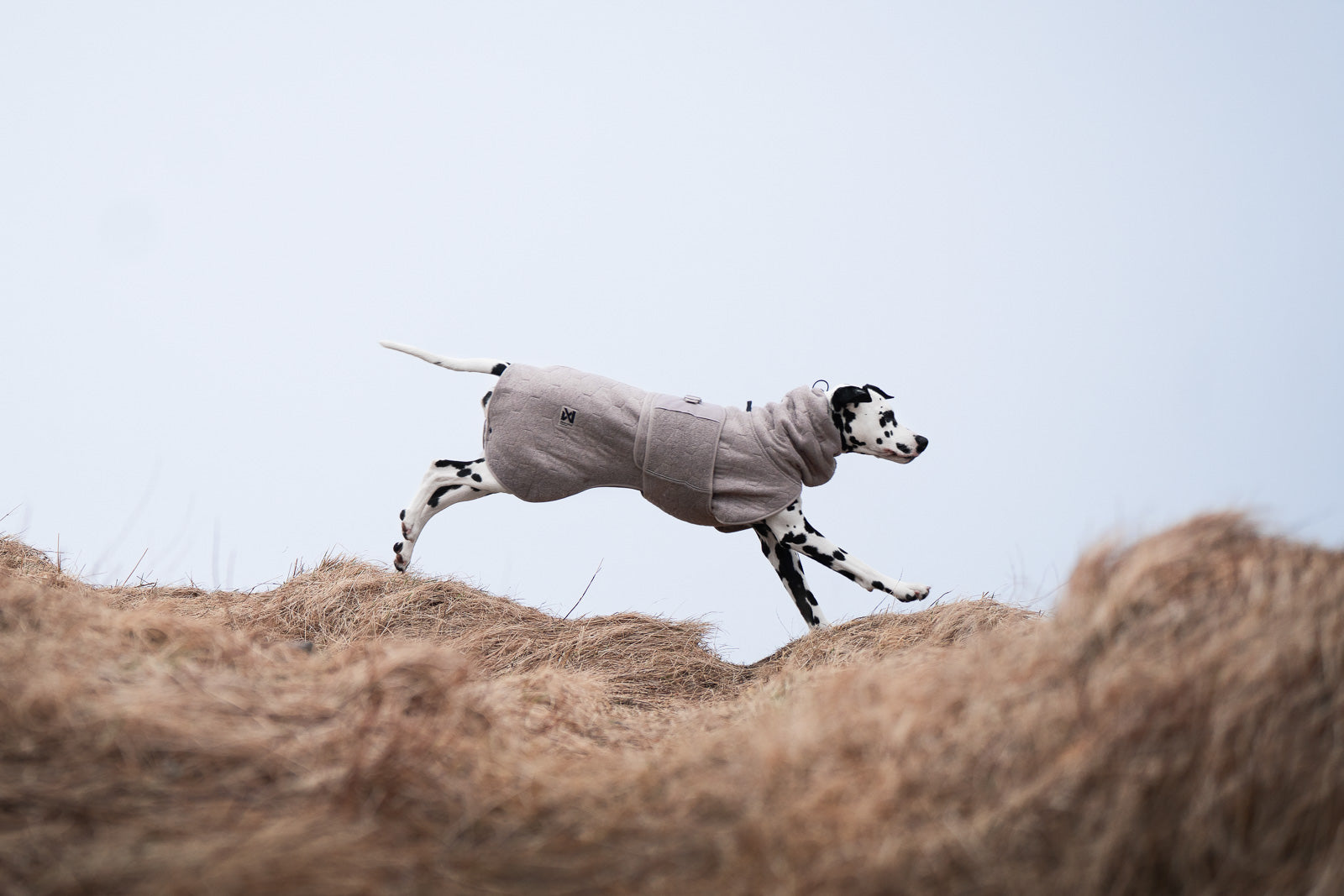 non-stop-dogwear-drying-coat-trockenmantel-hund image 4