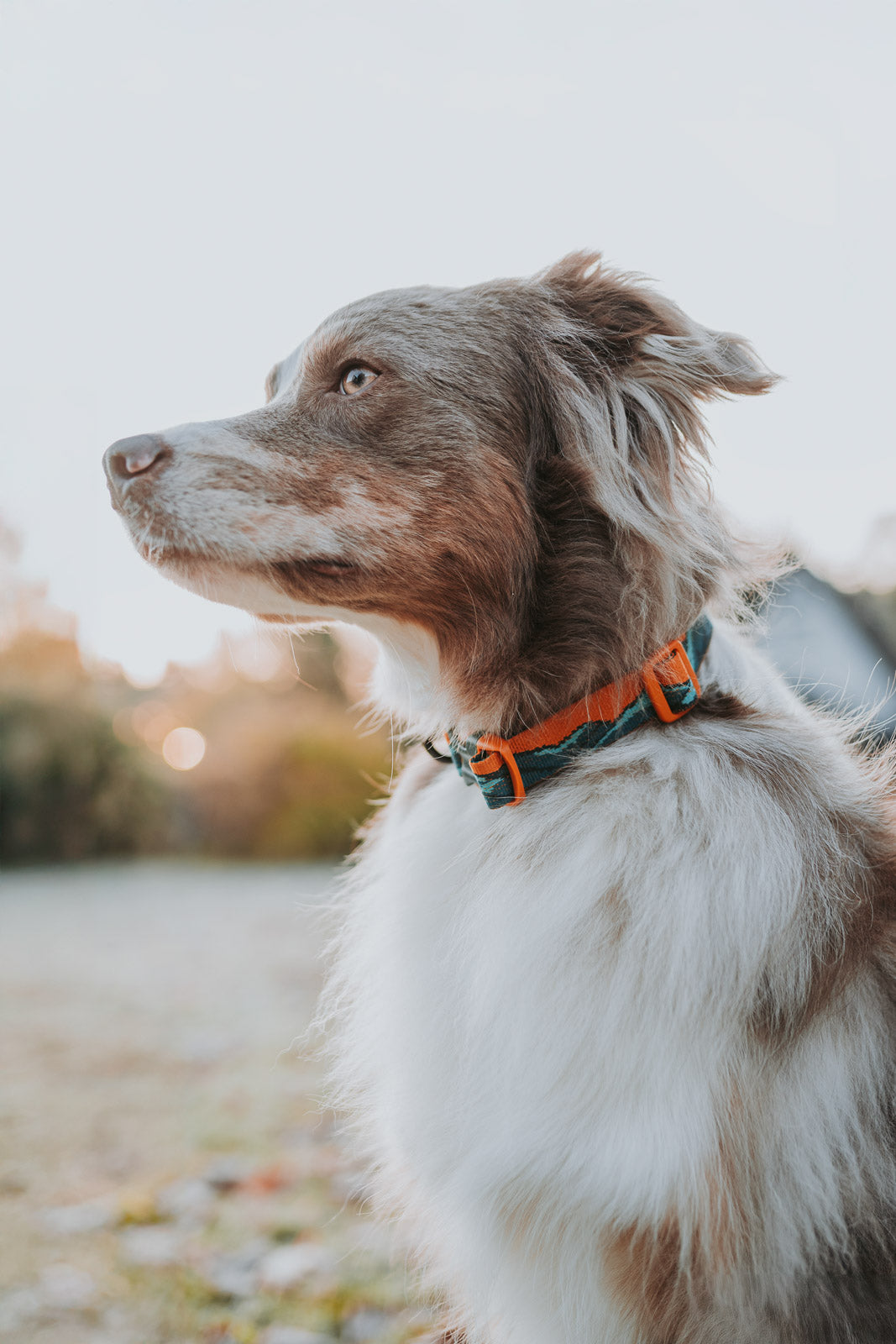 non-stop-dogwear-trail-quest-collar-rachel-pohl-edition-hundehalsband-teal image 5