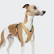 cloud7-y-1-harness-aktiv-air-mesh-peach image 2