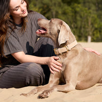 william-walker-wildleder-hundehalsband-almond-beige image 6