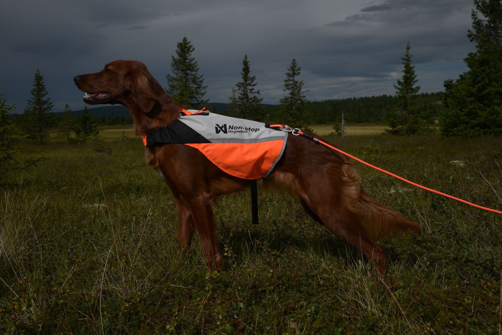 non-stop-dogwear-protector-cover-2-0-schutzweste-visibility image 5