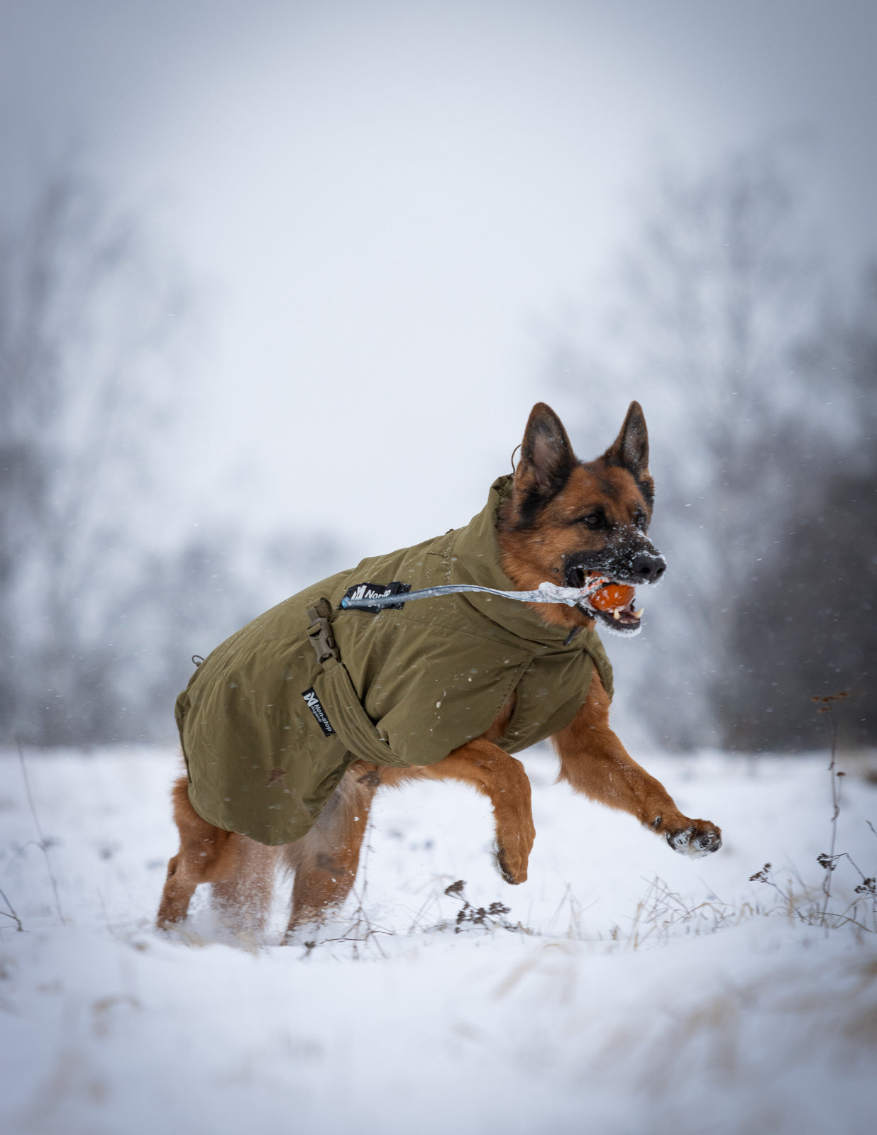 non-stop-dogwear-glacier-dog-jacket-wd-winter-hundemantel image 4
