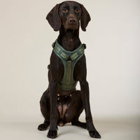 william-walker-premium-hundegeschirr-bundle-winter-angebot-walk-set image 2