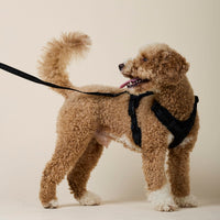 william-walker-apex-jacquard-nylon-hundeleine-nero-schwarz image 6