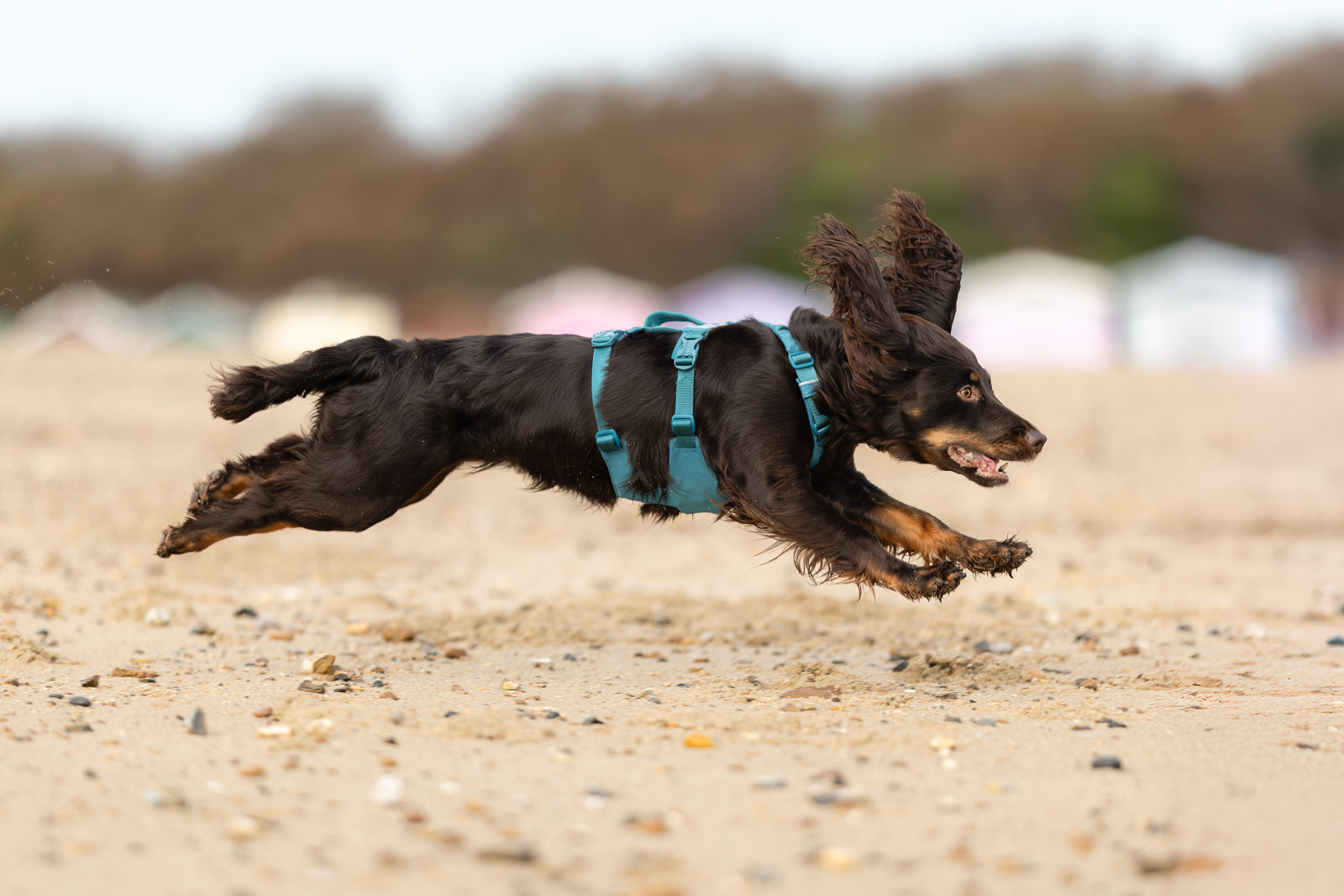 non-stop-dogwear-ramble-harness-long-hundegeschirr image 2