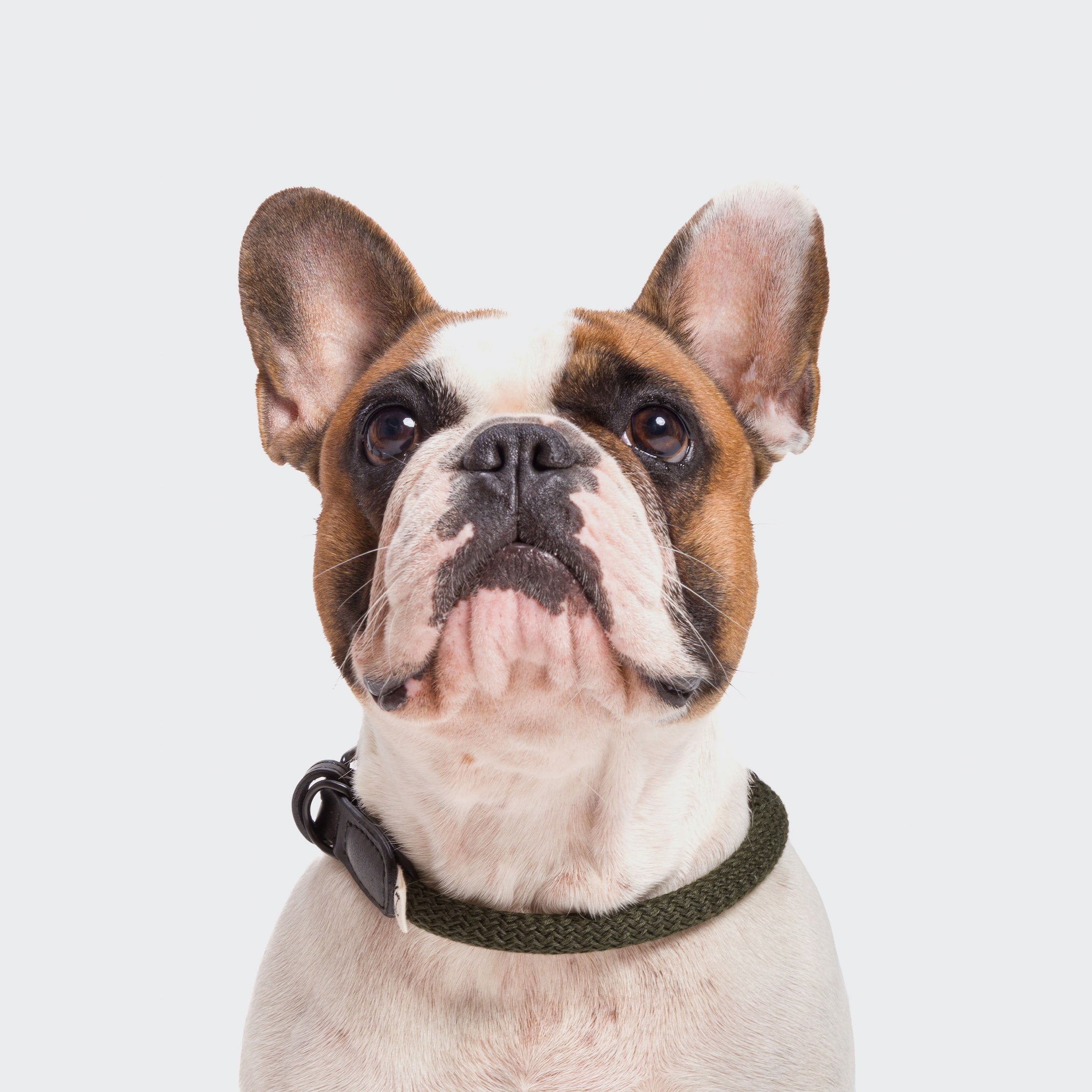 cloud7-mauerpark-hundehalsband-olive-seil-vegan image 4