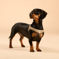william-walker-premium-ledergeschirr-bundle-f-r-kleine-hunde-walk-set-konfigurat image 2