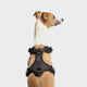 cloud7-aktiv-softshell-y-3-hundegeschirr-black image 3