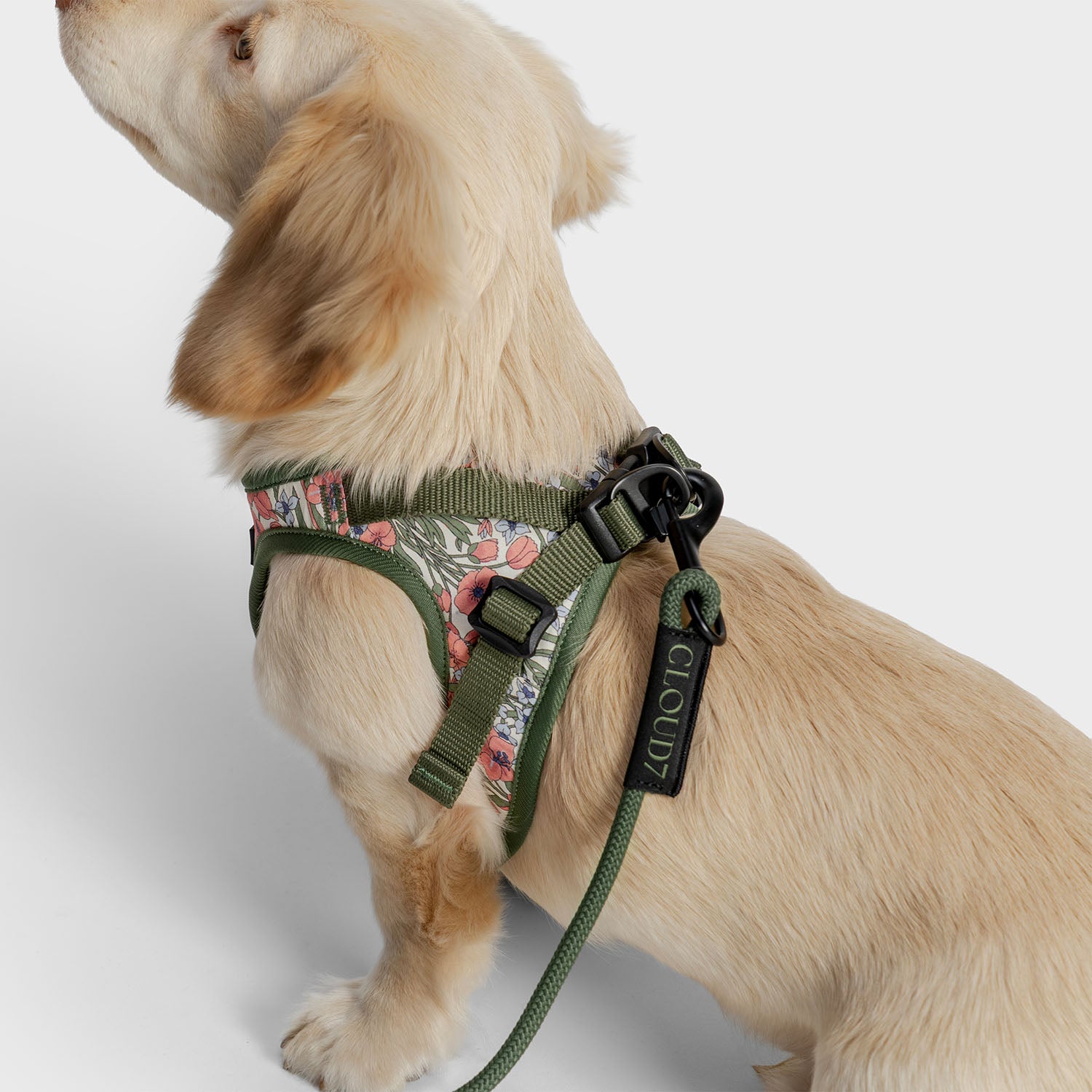 cloud7-seilleine-lttl-dark-olive-leichte-f-hrleine-f-r-welpen-und-kleine-hunde image 2