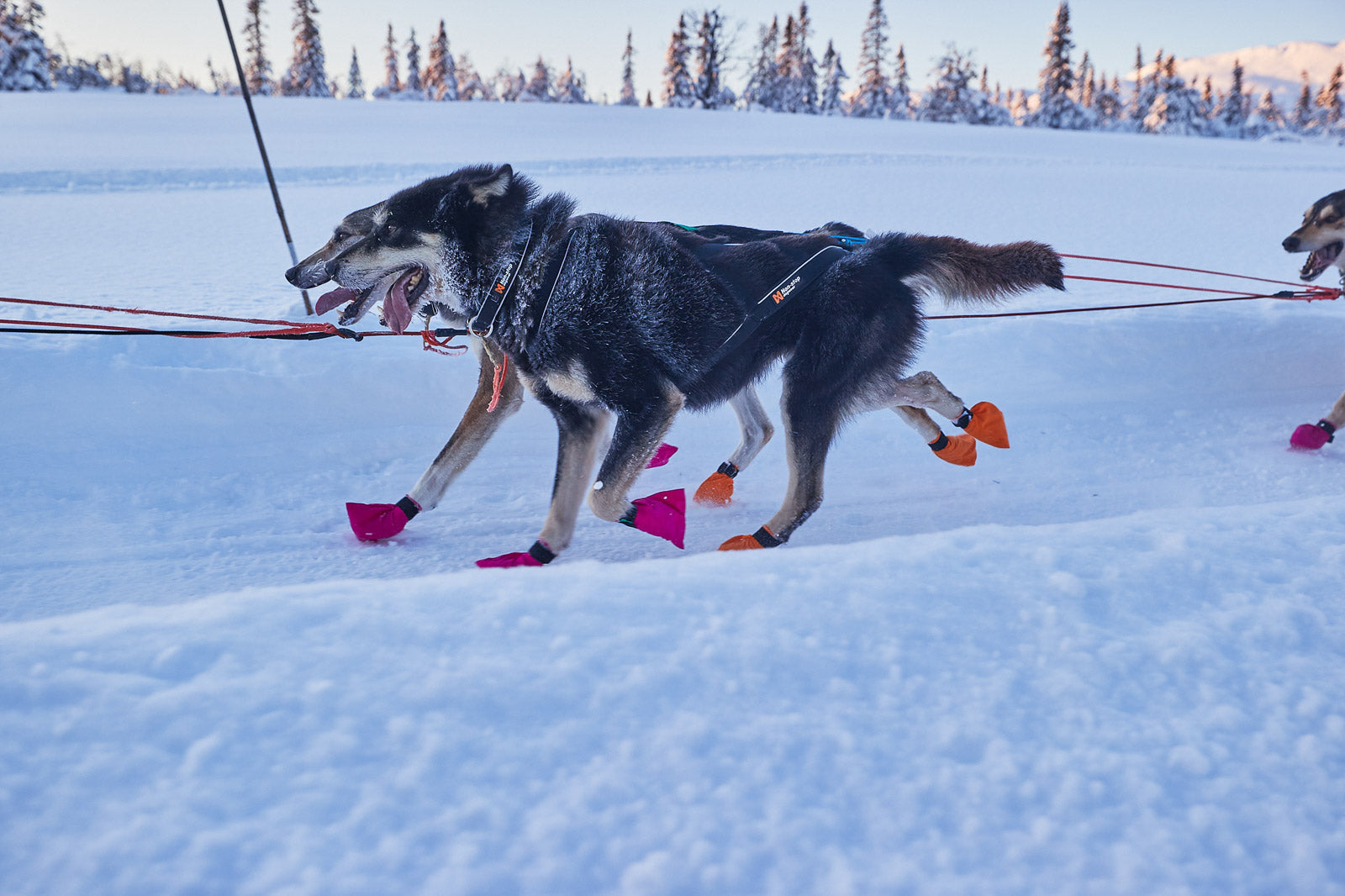 non-stop-dogwear-polar-collar-hundehalsband-verstellbar image 3