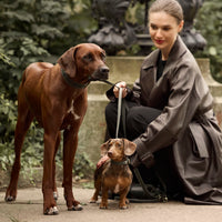 william-walker-luxe-glattleder-hundehalsband-forest-dunkelgr-n image 8